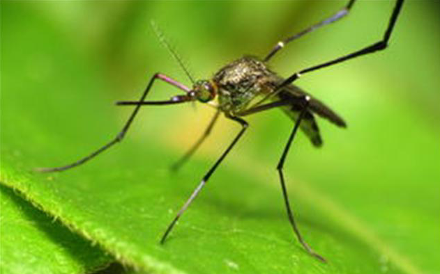 The Ways to Prevent Mosquitoes in Autumn